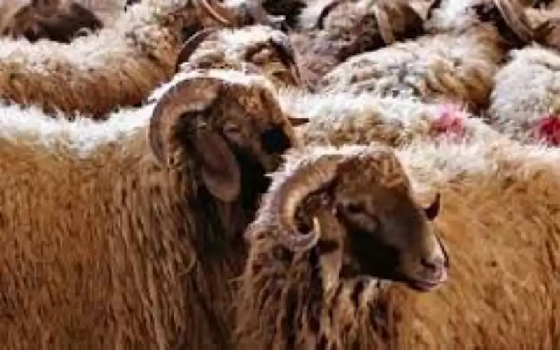 الإفتاء الأردنية توضح حكم شراء الأضحية