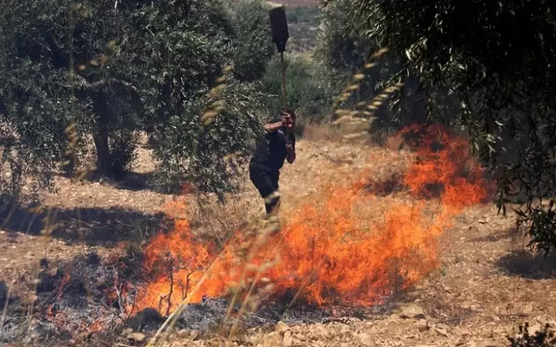 مستوطنون يحرقون محاصيل زراعية في ترمسعيا