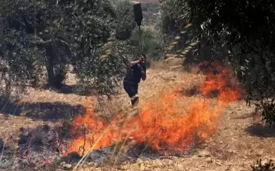 مستوطنون يحرقون محاصيل زراعية في ترمسعيا