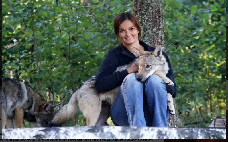 الذئاب تميز بين أصوات البشر