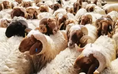 الزراعة: تصدير 137 ألف رأس من