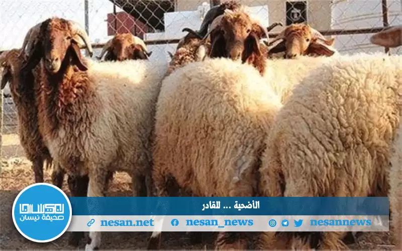 من لا يملك ثمن الأضحية الأفضل
