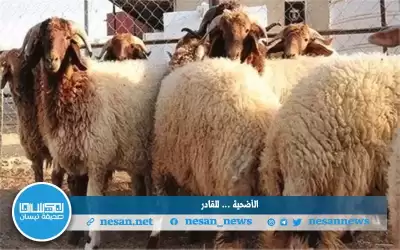 من لا يملك ثمن الأضحية الأفضل