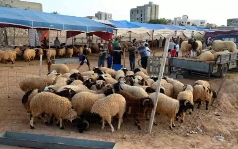 الخزاعي يدعو المقتدرين على شراء الاضاحي