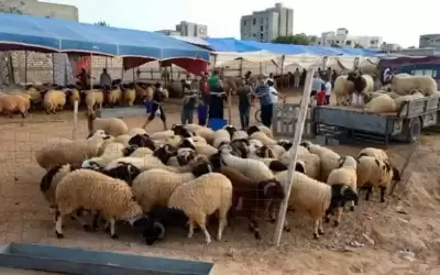 الخزاعي يدعو المقتدرين على شراء الاضاحي