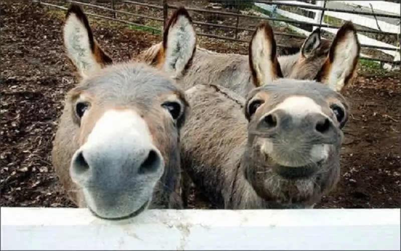 دراسة: قضاء الوقت مع الحمير له