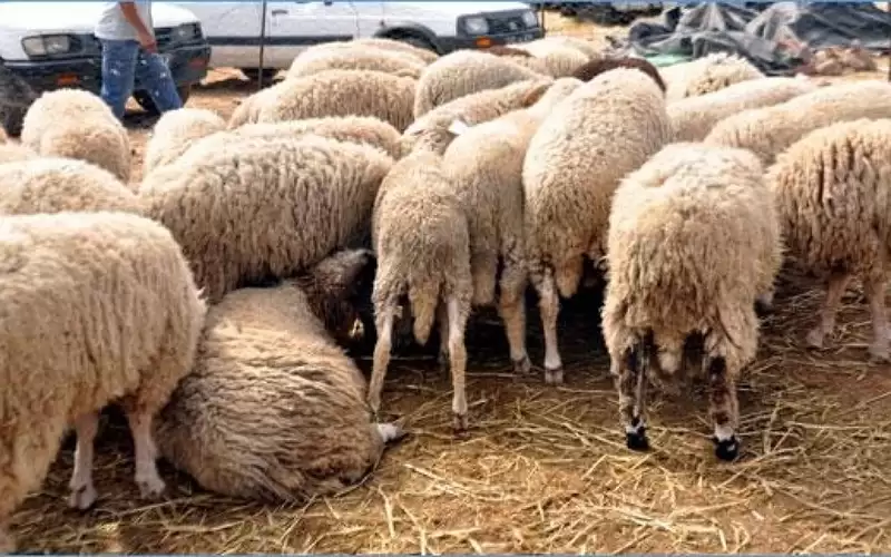 الأمانة: إتلاف 3 ذبائح و4 أطنان