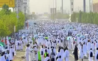 السعودية: 600 ألف رأس من الأغنام