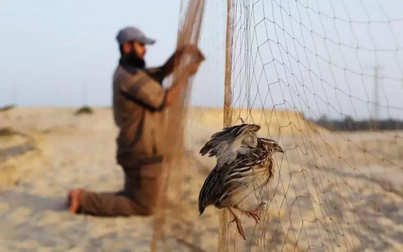 بدء موسم صيد الحمام بالأغوار الجمعة