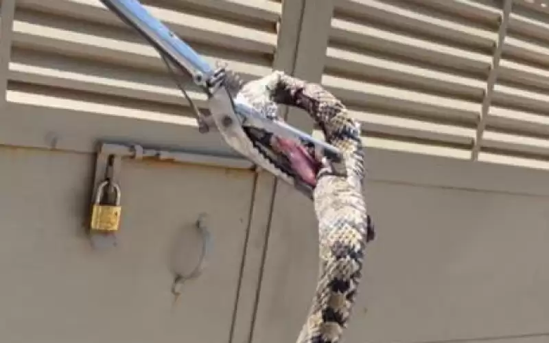 الدفاع المدني يتعامل مع أفعى بفناء