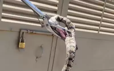 الدفاع المدني يتعامل مع أفعى بفناء
