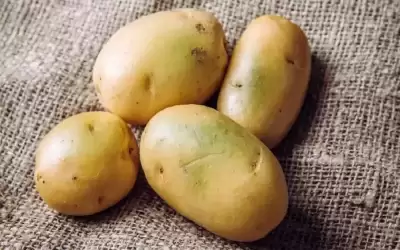البقع الخضراء على البطاطس .. ما