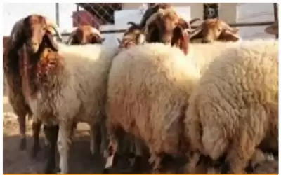 استمرار تصدير الأغنام للأسواق السعودية