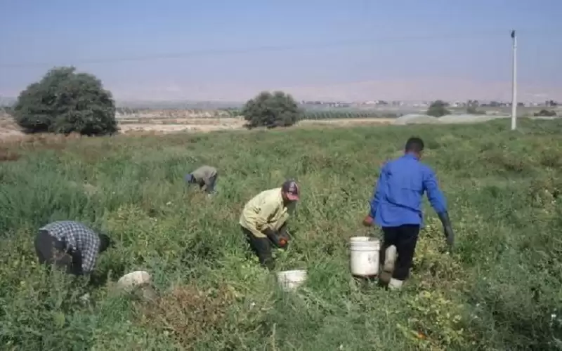بيت العمال: الإجهاد الحراري يشكل خطرا