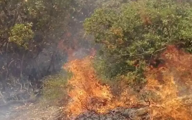 تجدد الحرائق في غابات بجرش