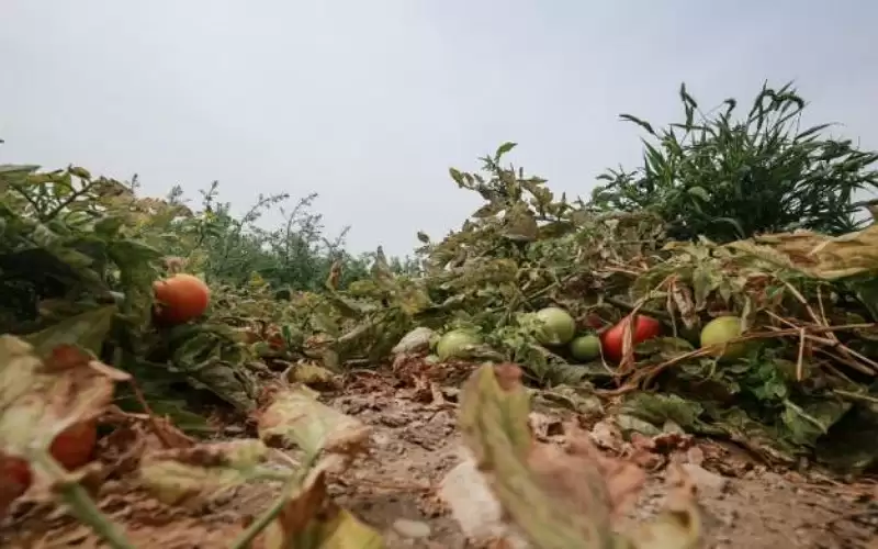 توقع تعرض خضار لأضرار عند تجاوز