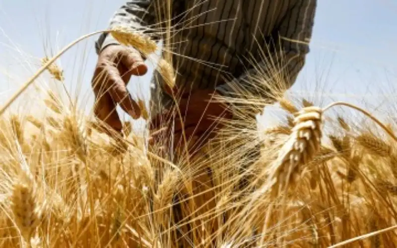 الصوامع: مخزون الأردن من القمح والشعير