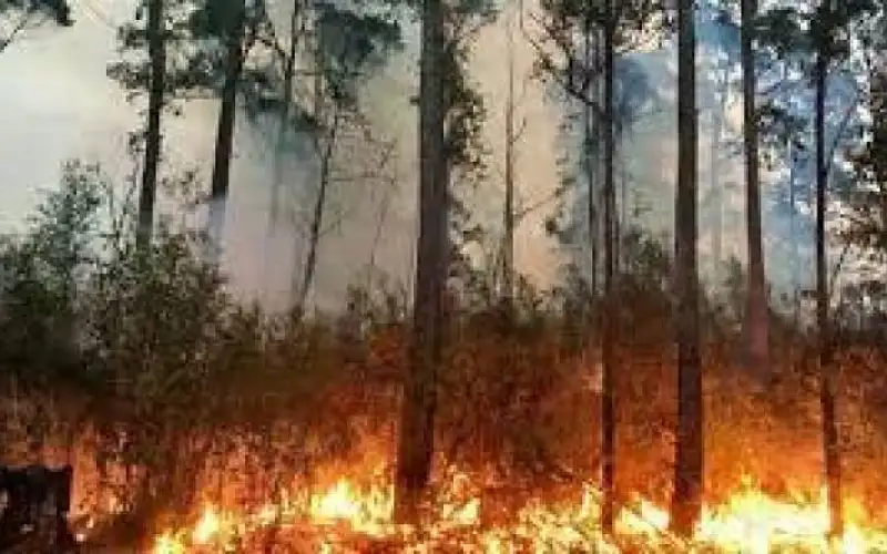 محافظ إربد تعليقا على نشوب الحرائق: