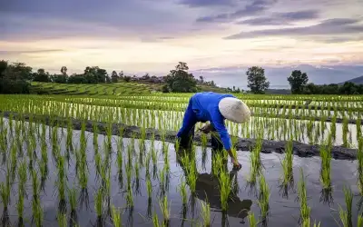 توقعات بارتفاع أسعار الأرز عالميا بعد