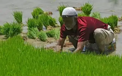 الهند تحظر تصدير الأرز الأبيض غير