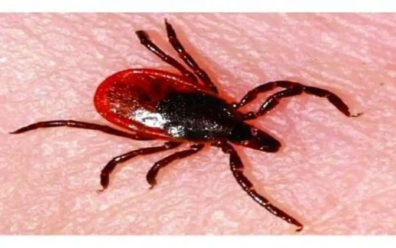 انتشار فيروس جديد ينتقل عن طريق