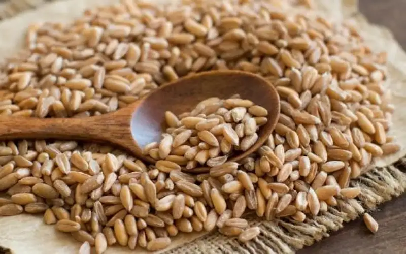 هل يتأثر الأردن بأزمة الحبوب العالمية؟