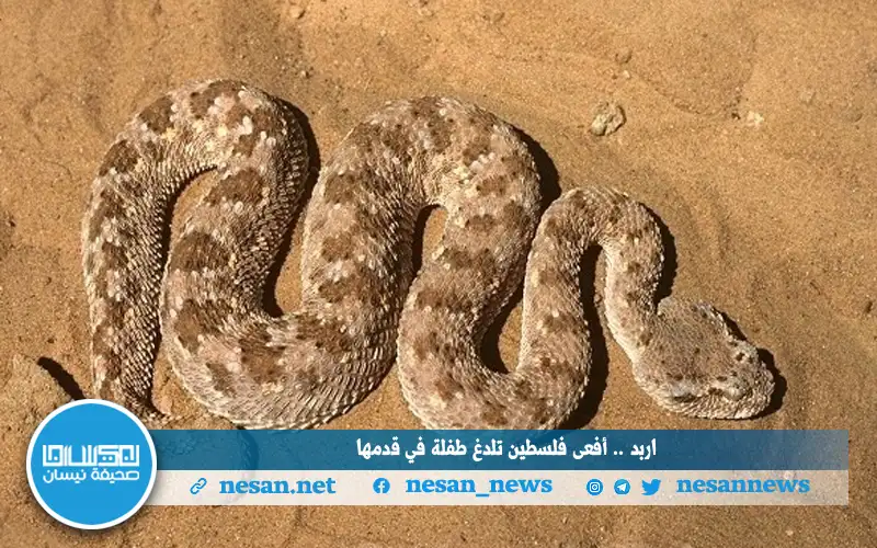 إربد .. أفعى فلسطين تلدغ طفلة