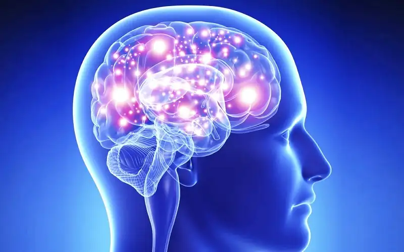 التغير المناخي يؤدي إلى تقلص الدماغ