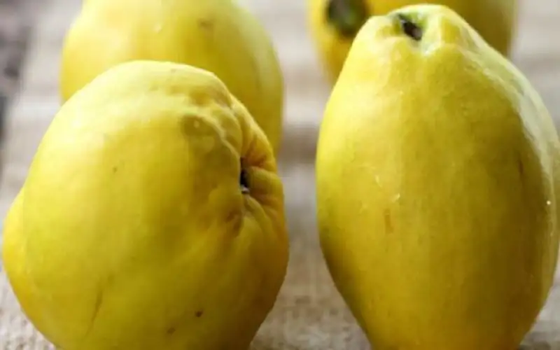 السفرجل.. فاكهة موسمية فوائدها لا تقدر