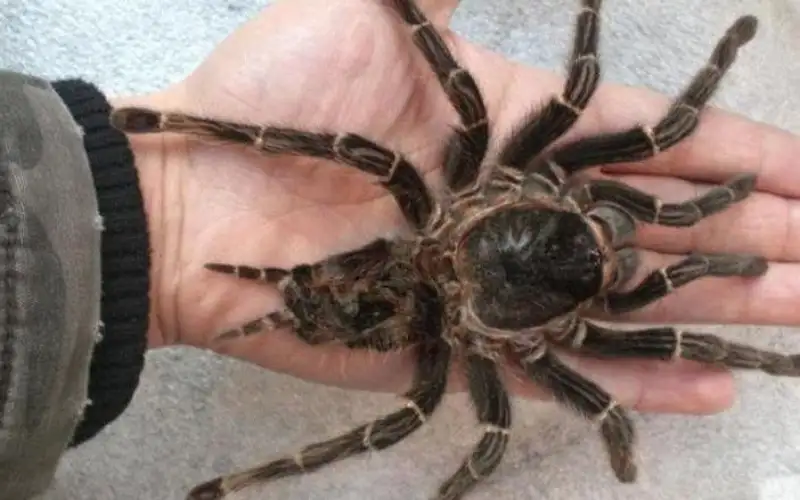 طفل أراد التحول لسبايدر مان فانتهى