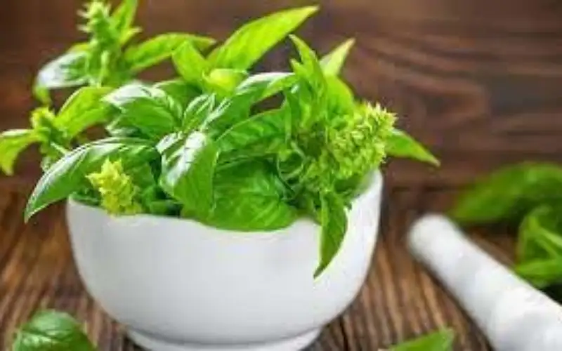 الريحان.. فوائد صحية عظيمة لا تقدر