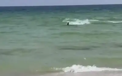 خوفا من أسماك القرش .. أمريكا