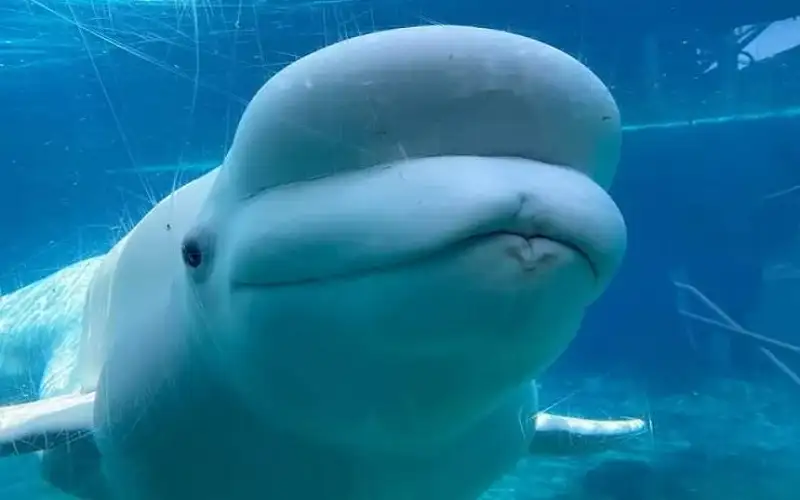 ليس له عدو في البحر.. إنقاذ