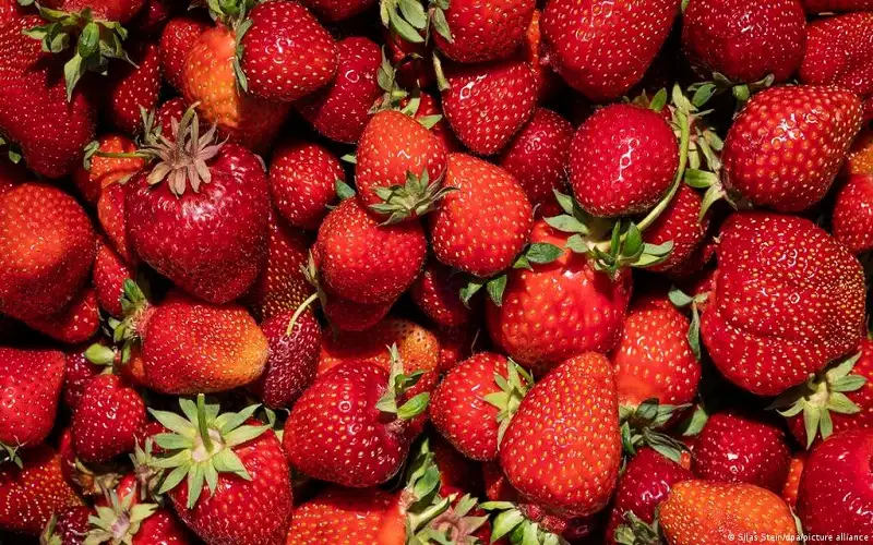 لعشاق الفراولة.. هذه فوائدها للوقاية من