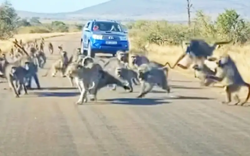 شجاعة البابون تنقذ أحد أفرادها من