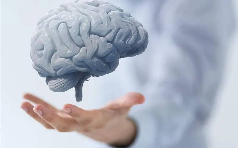 تأثير صحة الدماغ على القدرات الإدارية