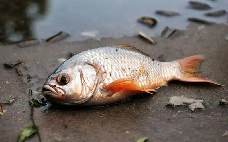 سمكة تتسبب في قطع الكهرباء عن