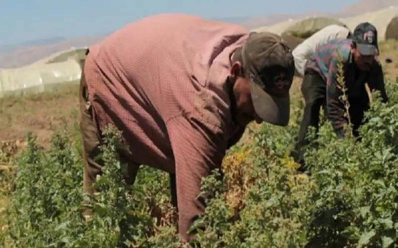 الصبيحي: ضربات الشمس على العمال الوافدين