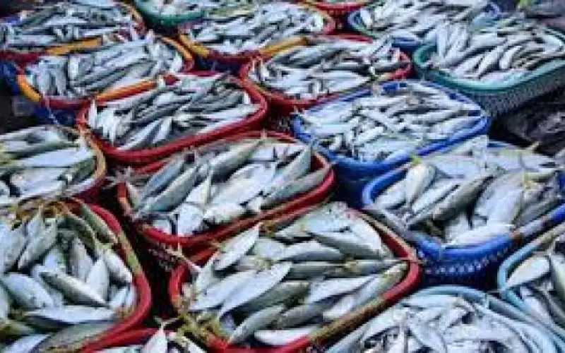 الحنيفات: دعم قطاع الأسماك سيخفض الاستيراد