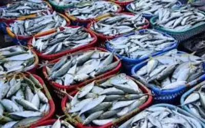 الحنيفات: دعم قطاع الأسماك سيخفض الاستيراد