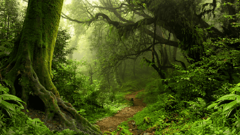 اكتشاف غابة سرية في حفرة صينية