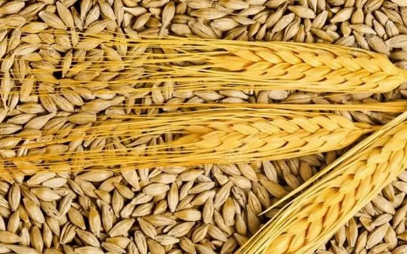 طرح عطاء لشراء 100 ألف طن