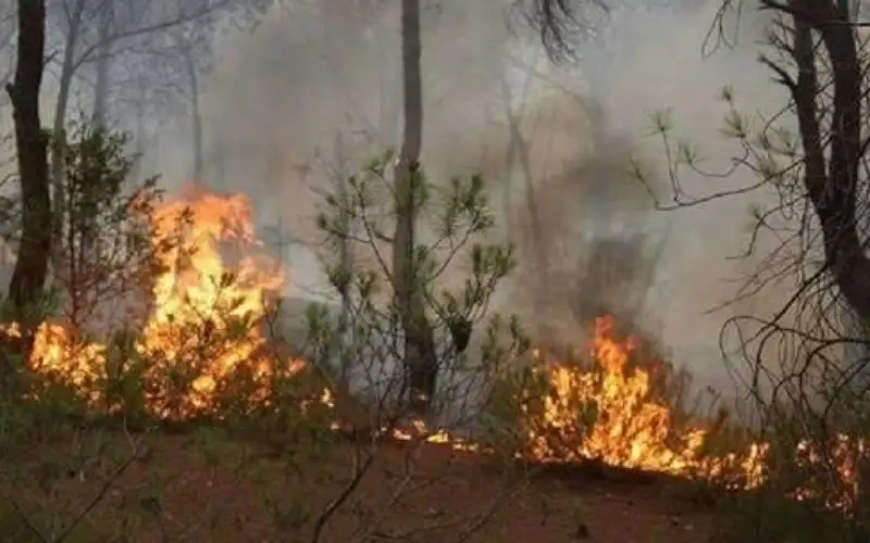 حريق هائل يجتاح غابات بتونس