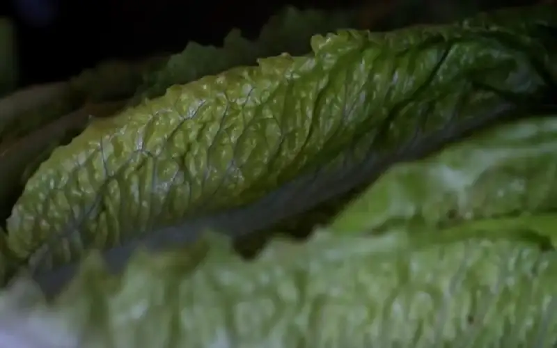 لمرضى السكري .. فوائد مذهلة للخس