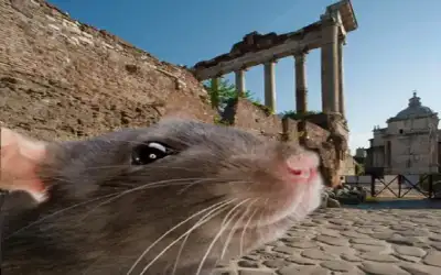 روما تعلن السيطرة على غزو الفئران