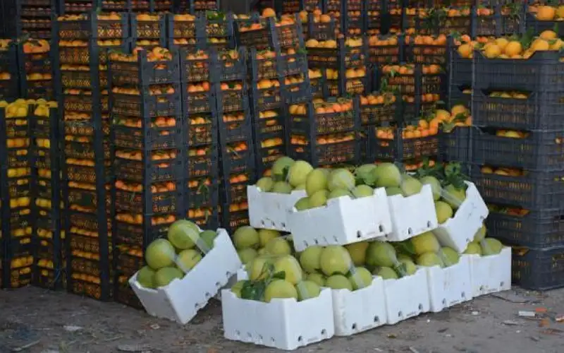 3453 طنا من الخضار وردت للسوق