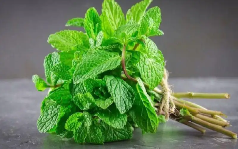 ما هي فوائد النعناع.. لا تتجاهلوها