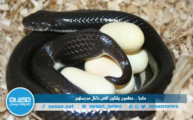 مادبا .. معلمون يقتلون افعى داخل