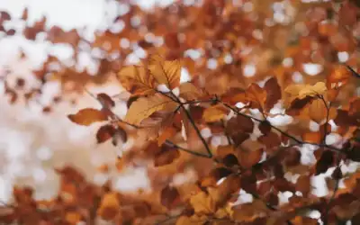 مناخيا .. الجمعة أول أيام فصل
