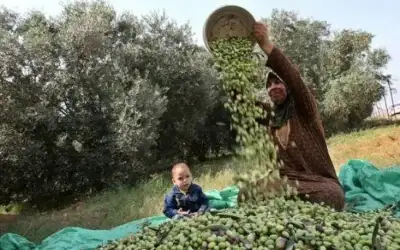 الزراعة: بدء موسم عصر الزيتون في
